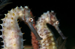 Two Thorny seahorses posing in a very similar way. by Steve De Neef 